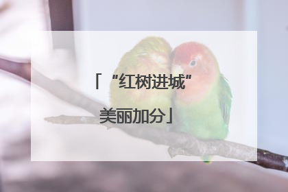 “红树进城” 美丽加分