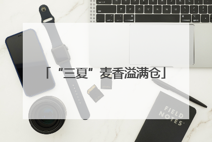 “三夏”麦香溢满仓