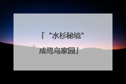 “水杉秘境”成鹭鸟家园