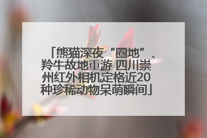 熊猫深夜“圈地”、羚牛故地重游 四川崇州红外相机定格近20种珍稀动物呆萌瞬间