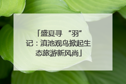 盛夏寻 “羽” 记：滇池观鸟掀起生态旅游新风尚