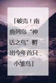 破壳！南麂列岛“神话之鸟”孵出今年首只小雏鸟
