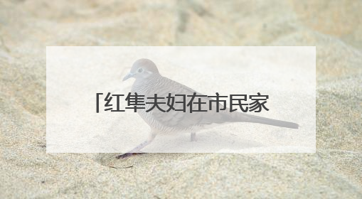 红隼夫妇在市民家阳台孵蛋多日未归，市民将蛋送往红山动物园“抢救”