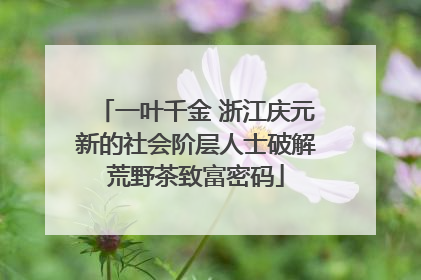一叶千金 浙江庆元新的社会阶层人士破解荒野茶致富密码