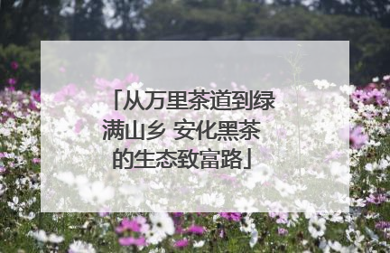 从万里茶道到绿满山乡 安化黑茶的生态致富路