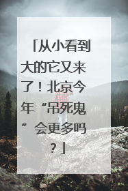 从小看到大的它又来了！北京今年“吊死鬼”会更多吗？