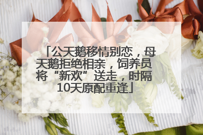 公天鹅移情别恋，母天鹅拒绝相亲，饲养员将“新欢”送走，时隔10天原配重逢