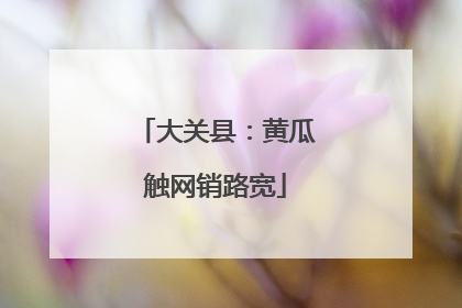 大关县：黄瓜触网销路宽