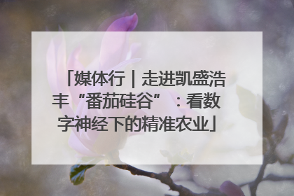 媒体行｜走进凯盛浩丰“番茄硅谷”：看数字神经下的精准农业