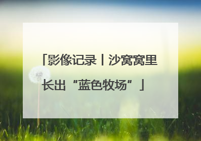 影像记录丨沙窝窝里长出“蓝色牧场”
