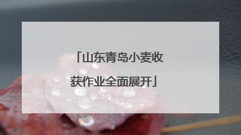 山东青岛小麦收获作业全面展开