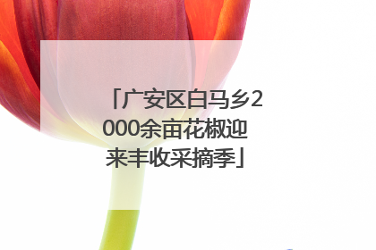 广安区白马乡2000余亩花椒迎来丰收采摘季