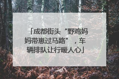 成都街头“野鸡妈妈带崽过马路”，车辆排队让行暖人心