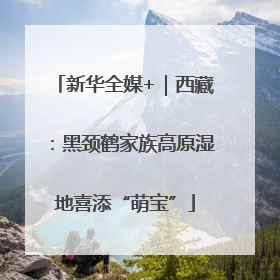 新华全媒+｜西藏：黑颈鹤家族高原湿地喜添“萌宝”