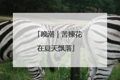 晚潮｜苦楝花在夏天飘落