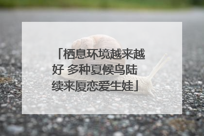 栖息环境越来越好 多种夏候鸟陆续来厦恋爱生娃