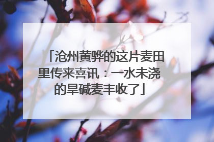 沧州黄骅的这片麦田里传来喜讯：一水未浇的旱碱麦丰收了
