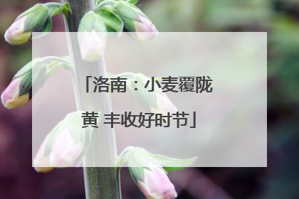 洛南：小麦覆陇黄 丰收好时节