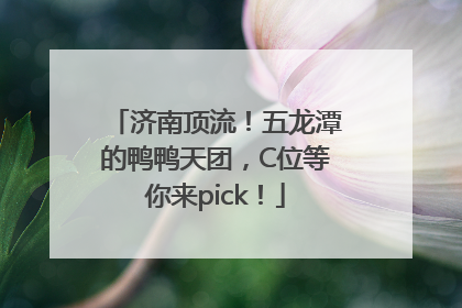 济南顶流！五龙潭的鸭鸭天团，C位等你来pick！
