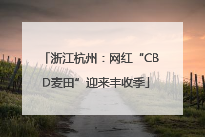 浙江杭州：网红“CBD麦田”迎来丰收季