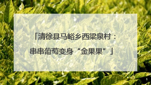 清徐县马峪乡西梁泉村：串串葡萄变身“金果果”