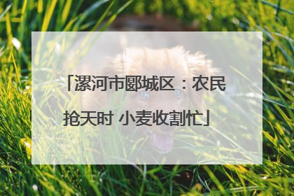 漯河市郾城区：农民抢天时 小麦收割忙