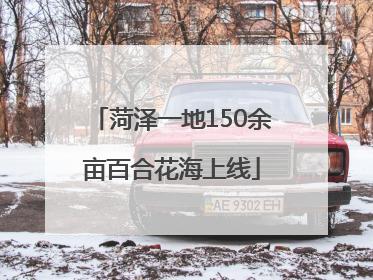 菏泽一地150余亩百合花海上线