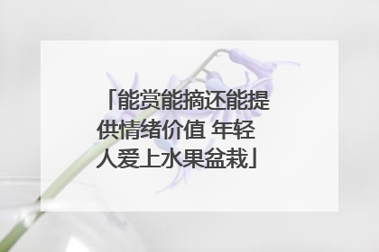能赏能摘还能提供情绪价值 年轻人爱上水果盆栽