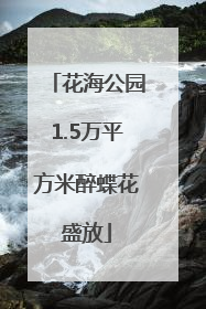 花海公园1.5万平方米醉蝶花盛放