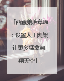 西藏羌塘草原：设置人工鹰架 让更多猛禽翱翔天空