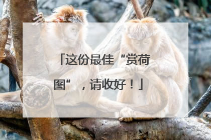 这份最佳“赏荷图”，请收好！