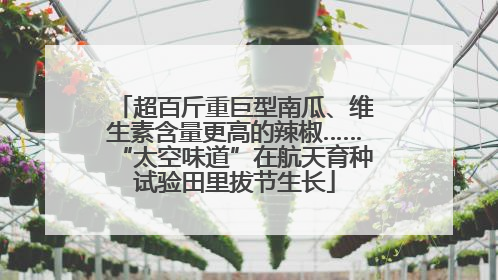 超百斤重巨型南瓜、维生素含量更高的辣椒……“太空味道”在航天育种试验田里拔节生长