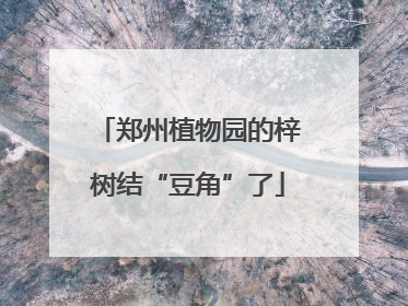 郑州植物园的梓树结“豆角”了