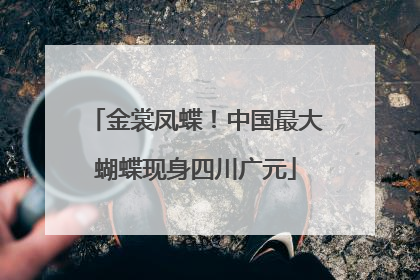 金裳凤蝶！中国最大蝴蝶现身四川广元