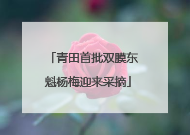 青田首批双膜东魁杨梅迎来采摘