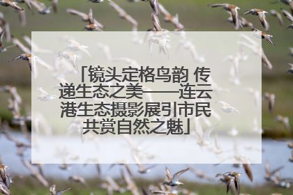 镜头定格鸟韵 传递生态之美——连云港生态摄影展引市民共赏自然之魅