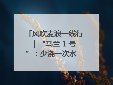 风吹麦浪一线行｜“马兰 1 号”：少浇一次水 多产一成粮