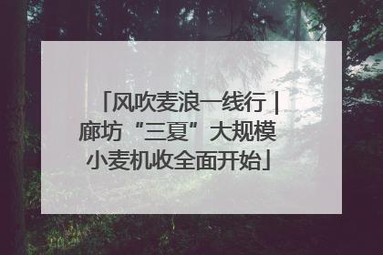 风吹麦浪一线行｜廊坊“三夏”大规模小麦机收全面开始