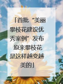 首批“美丽攀枝花建设优秀案例”发布 原来攀枝花是这样越变越美的