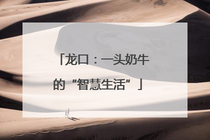 龙口:一头奶牛的“智慧生活”