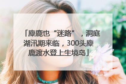 麋鹿也“迷路”，洞庭湖汛期来临，300头麋鹿渡水登上生境岛
