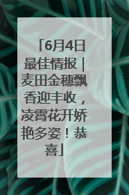 6月4日最佳情报｜麦田金穗飘香迎丰收，凌霄花开娇艳多姿！恭喜